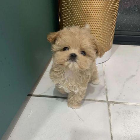 Biscotti