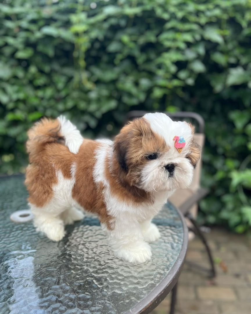 Shih Tzu