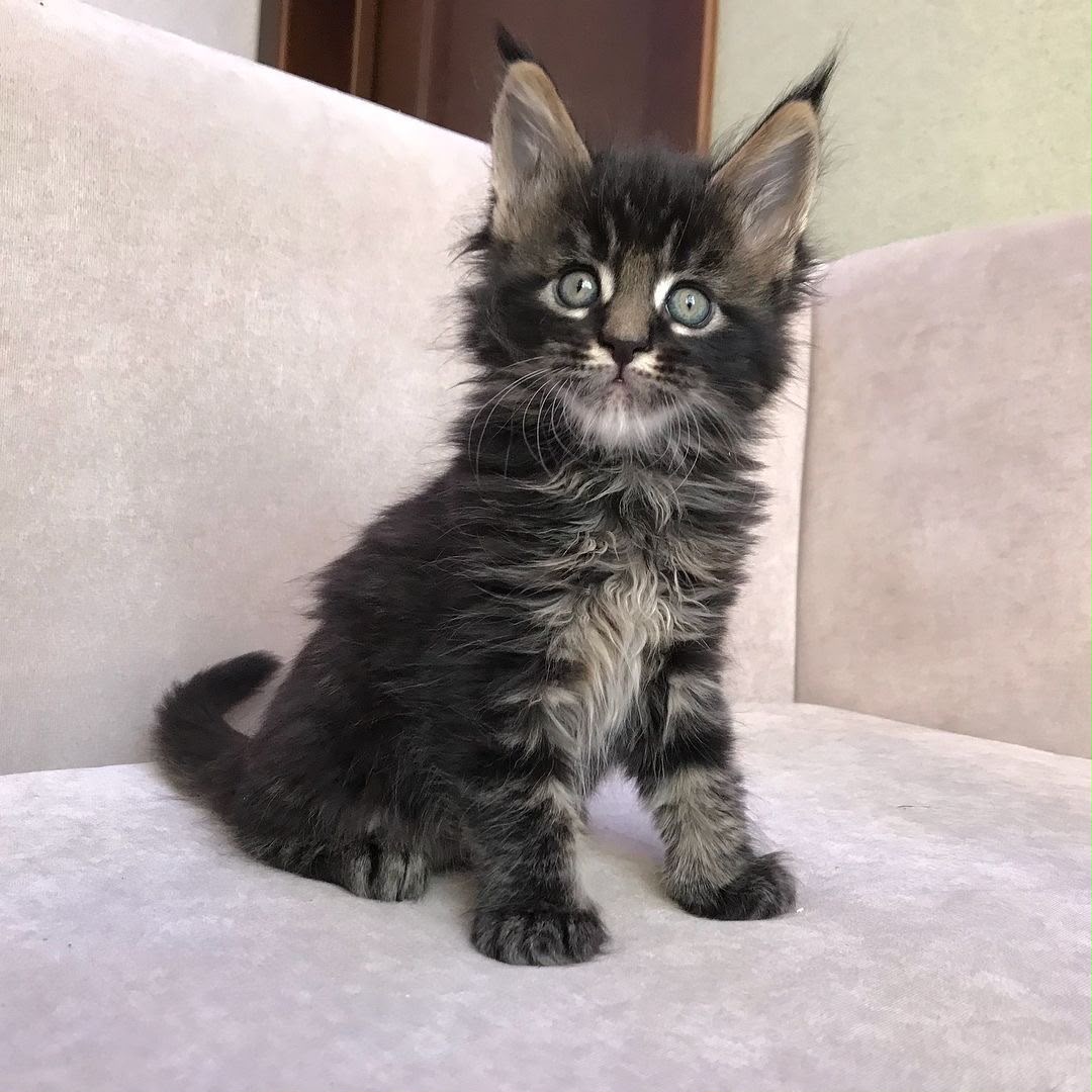 Onyx