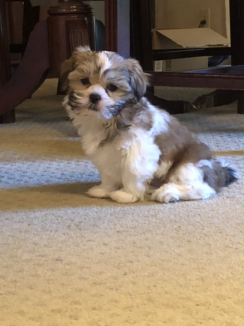 Willow