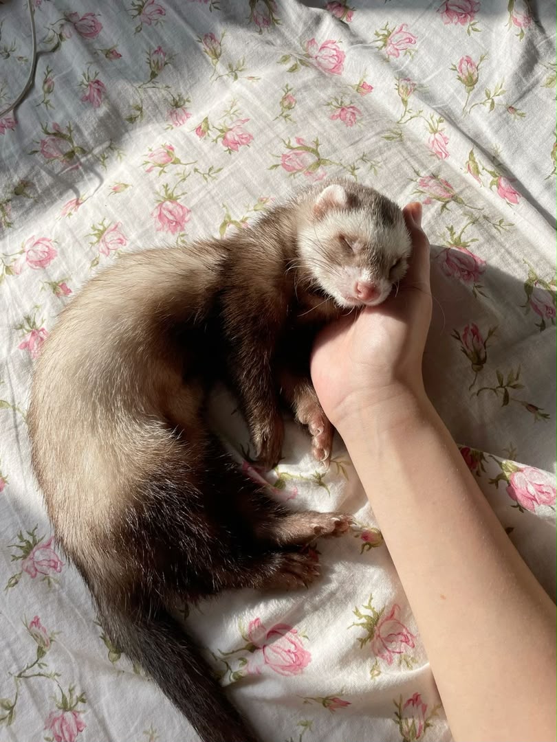 Willa