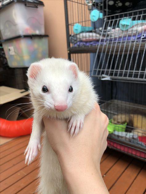 Casper