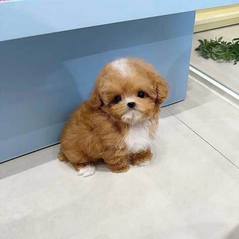 Butterscotch
