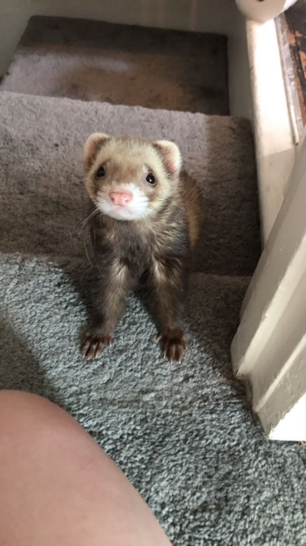 Hazel