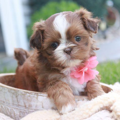 Blossom