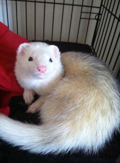 Vanilla