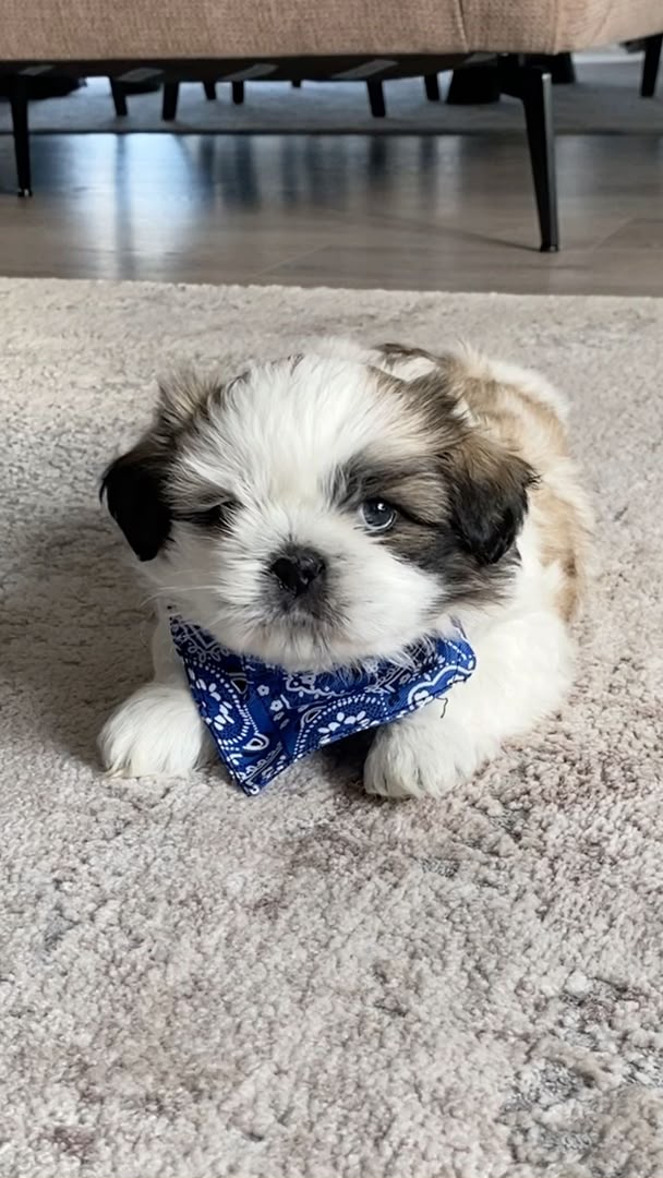 Bandit