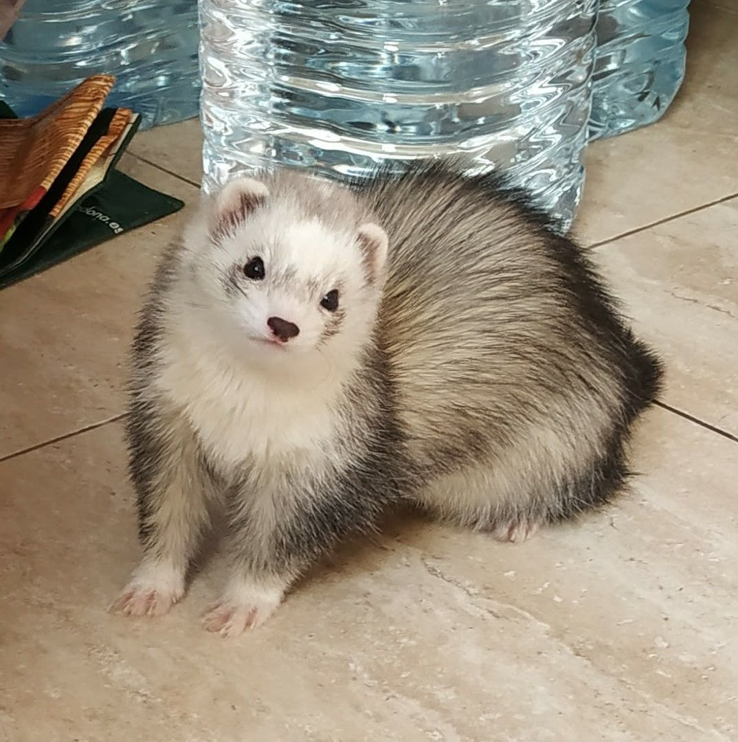 Weasel