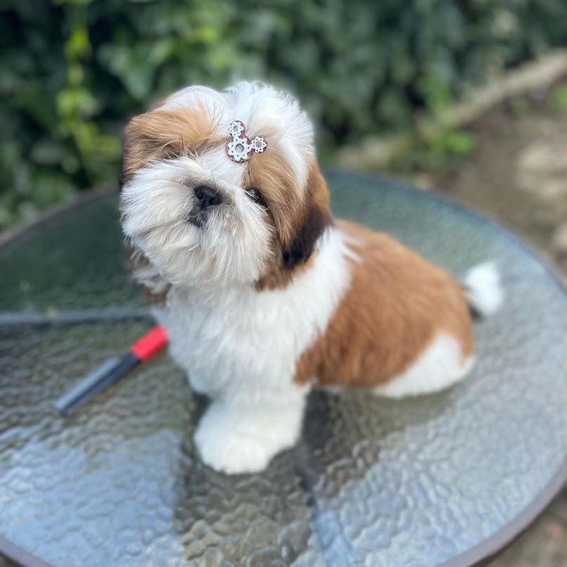 Rosie