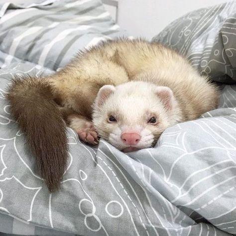 Marshmallow