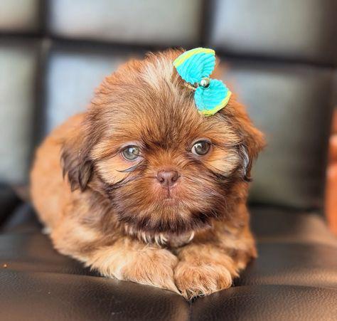 Cinnamon